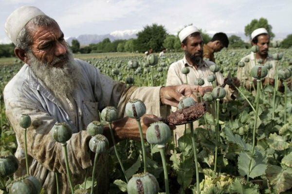 سازمان ملل: افزایش سی درصدی تولید تریاک در افغانستان