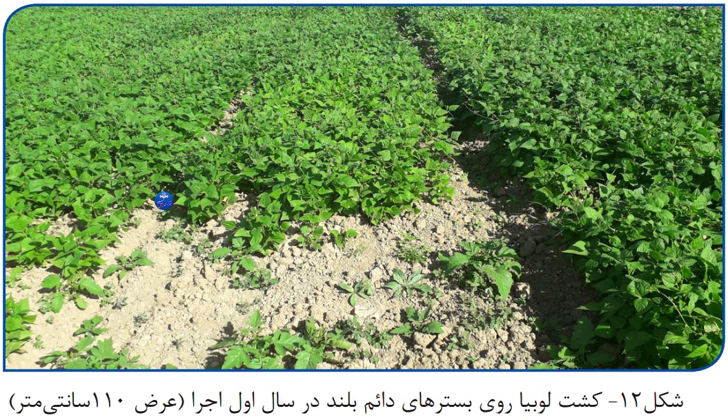 روش‌های اجرایی کشاورزی حفاظتی در کشت لوبیا