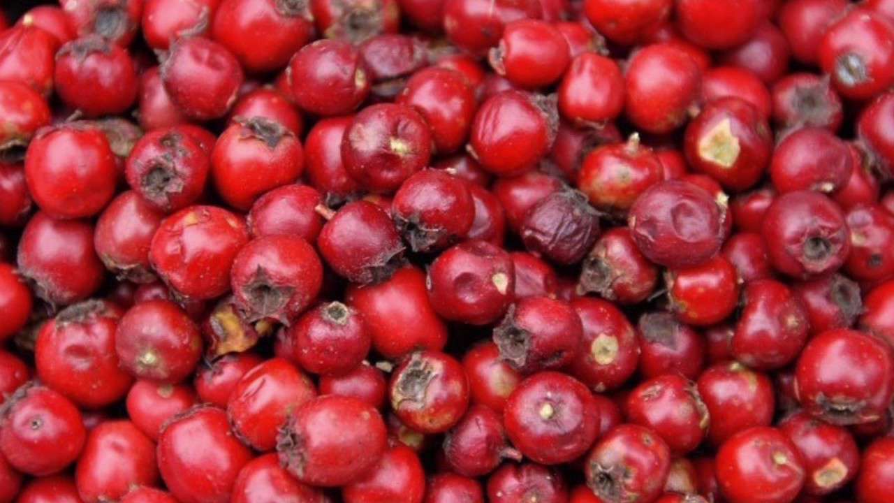 تقویت سیستم ایمنی و کاهش التهاب با زالزالک