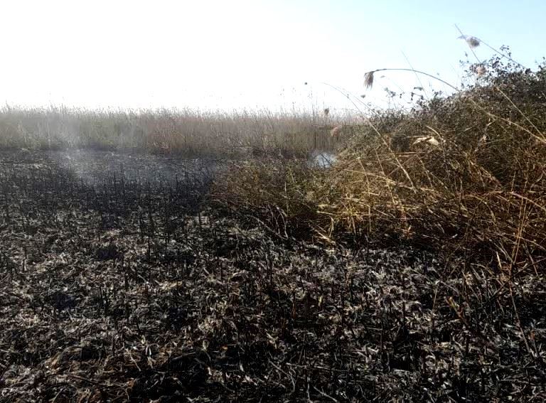 مهار کامل آتش سوزی نیزار‌های تالاب انزلی