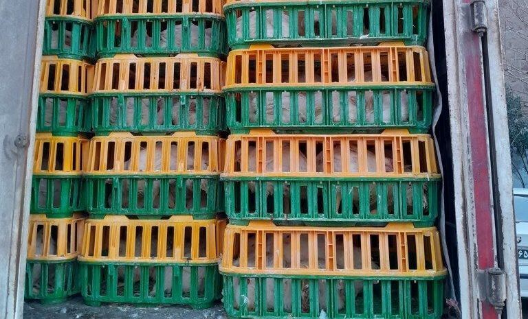 توقیف محموله مرغ زنده بدون مجوز در رودبار