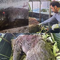 شکار شبانه یک قلاده خرس قهوه ای در سی سخت