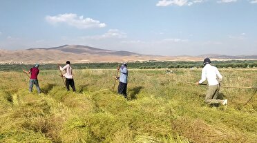 کشت گشنیز در بیش از ۵ هزار هکتار از اراضی نهاوند