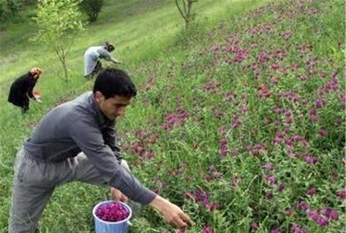 توسعه گیاهان دارویی، ارتقاء اقتصاد کشاورزان