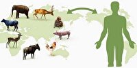تزریق بیش از ۱.۷ میلیون دُز واکسن برای پیشگیری از بیماری‌های مشترک انسان و دام