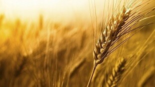پرداخت ۲۹ همت اعتبار خرید تضمینی گندم به کشاورزان خوزستان