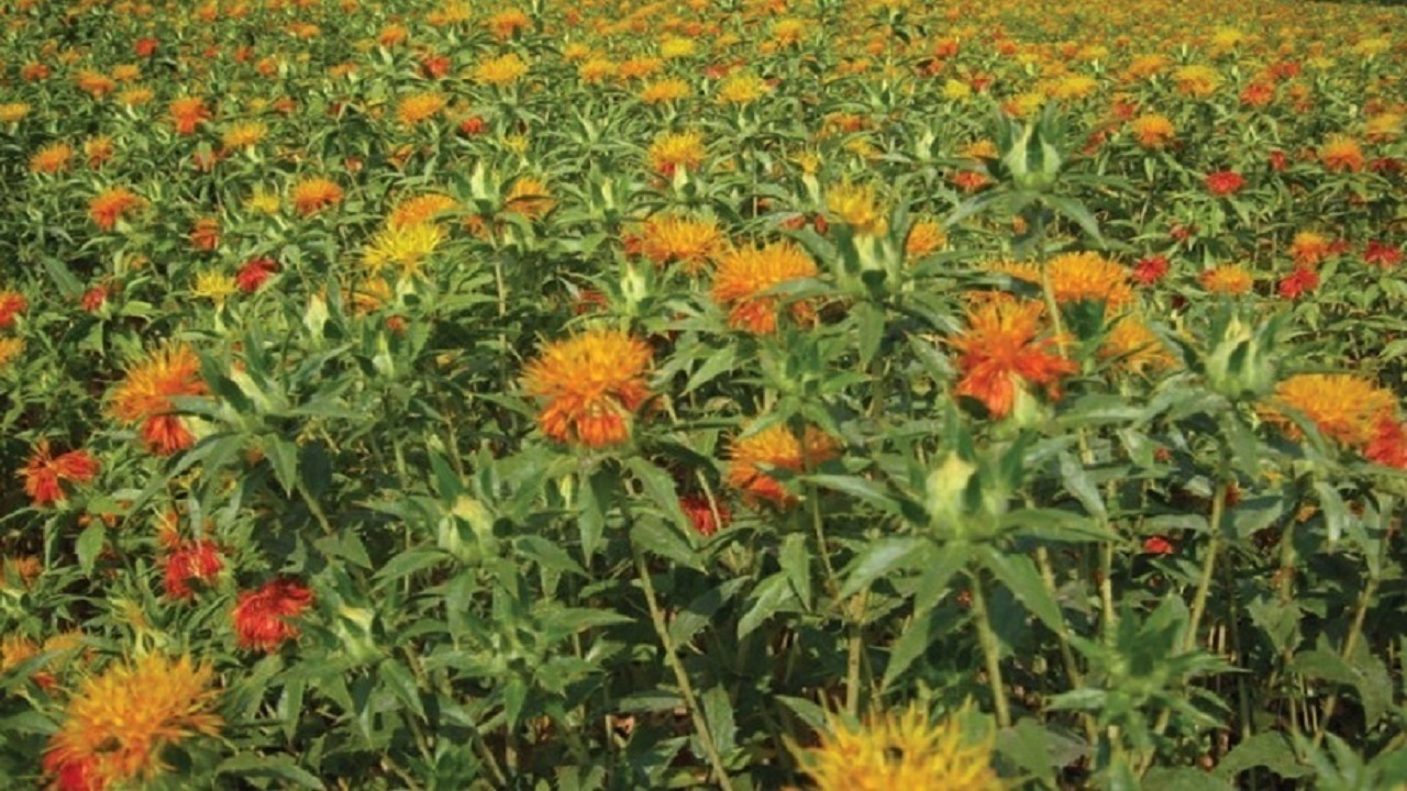 انجام عملیات سمپاشی برای کنترل مگس گلرنگ در بستان آباد