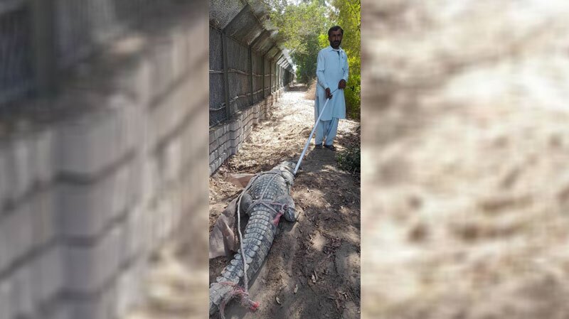 زندهگیری یک سر تمساح سرگردان در اطراف مناطق مسکونی زندهگیری یک سر تمساح سرگردان در اطراف مناطق مسکونی