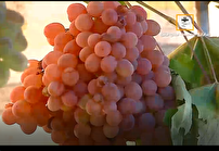 برپایی دوازدهمین جشنواره انگور روستای تاریخی هزاوه