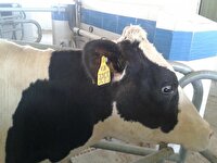 پلاک کوبی بیش از ١٠ هزار راس دام در بهشهر