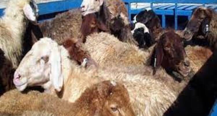 توقيف ۵ دستگاه وانت نيسان حامل احشام قاچاق در خلخال