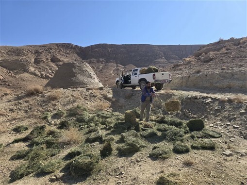 آغاز توزیع علوفه و دان  حیات وحش در برخی شهرستان‌های خراسان جنوبی