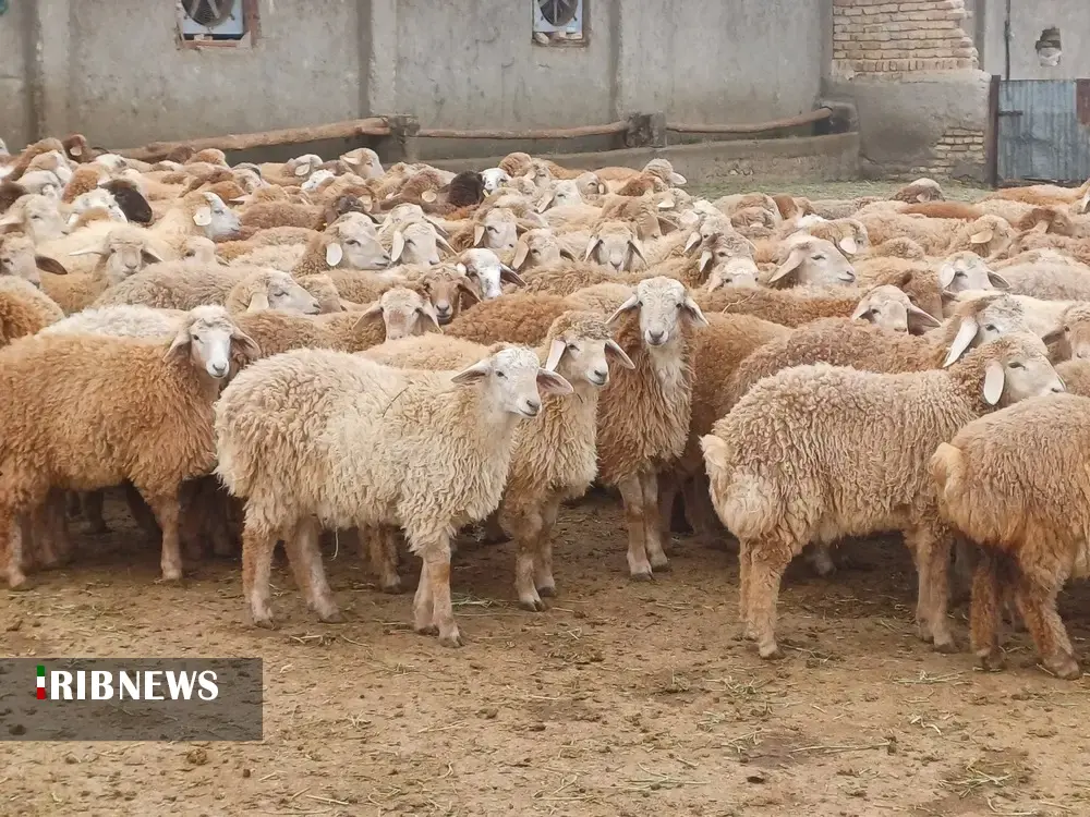 پرداخت ۶۵ میلیارد تومان تسهیلات برای پروار بندی دام در خراسان شمالی پرداخت ۶۵ میلیارد تومان تسهیلات برای پروار بندی دام در خراسان شمالی