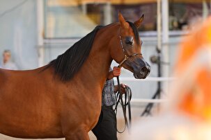 قاب‌های زیبا از مسابقات زیبایی اسب اصیل عرب 