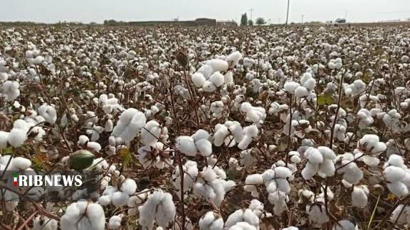 برداشت ۲۰ هزار تن وش پنبه از کشتزار‌های خراسان شمالی 