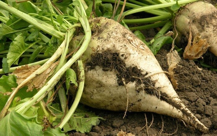 افزایش عیار چغندر تولیدی به بیش از ۱۷ درصد در چهارمحال و بختیاری