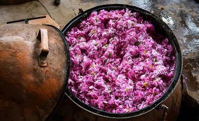 ***/ ثبت جشنواره گلاب‌گیری بانه در تقویم ملی کشور